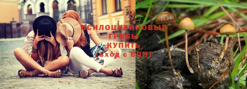 Псилоцибиновые грибы Psilocybe  Алдан 